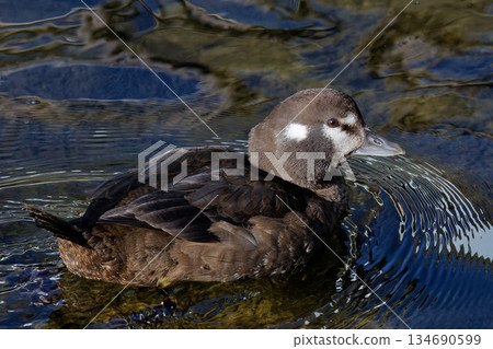 Female Harlequin Duck Female Harlequin Duck 134690599