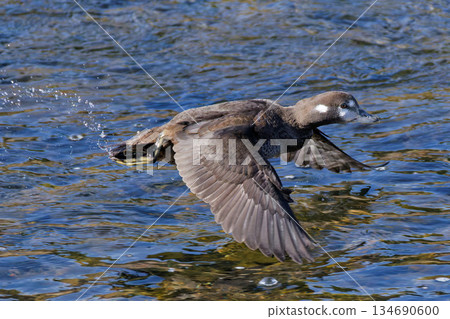 A female Harlequin duck flying over the river A female Harlequin duck flying over the river 134690600