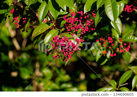 Red fruits of Kanamomechi, a small evergreen tree of the Rosaceae family Red fruits of Kanamomechi, a small evergreen tree of the Rosaceae family 134690605