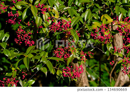 薔薇科常綠小喬木 Kanamomechi 的紅色果實 134690669