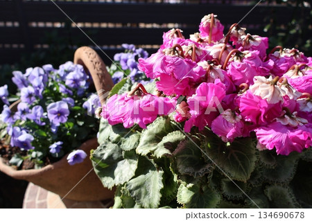 A pot of unusual-flowering cyclamen and violas 134690678