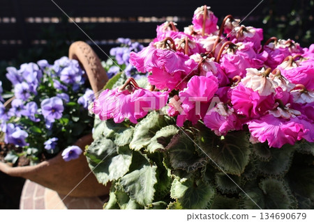 A pot of unusual-flowering cyclamen and violas 134690679