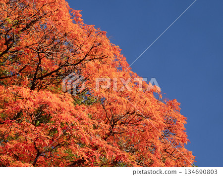 Autumn leaves at Koishikawa Korakuen Garden, Tokyo 134690803