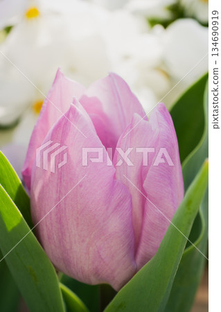 Beautiful pale pink tulip buds Beautiful pale pink tulip buds 134690919