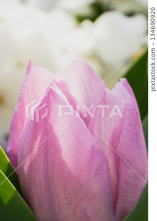 Pink tulips wrapped in soft light Pink tulips wrapped in soft light 134690920