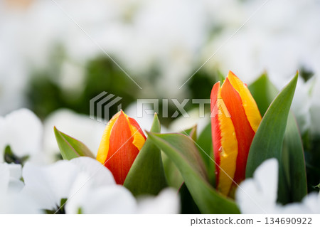 Red and yellow tulip buds nestled together 134690922