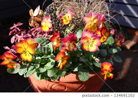 A beautifully gradated viola arrangement A beautifully gradated viola arrangement 134691102