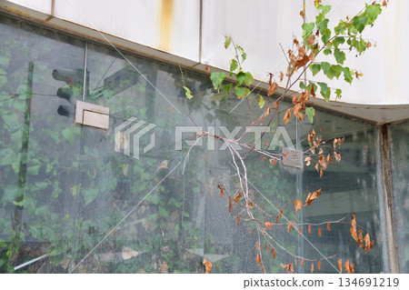 A potted plant growing through the gap in the closed store door 134691219