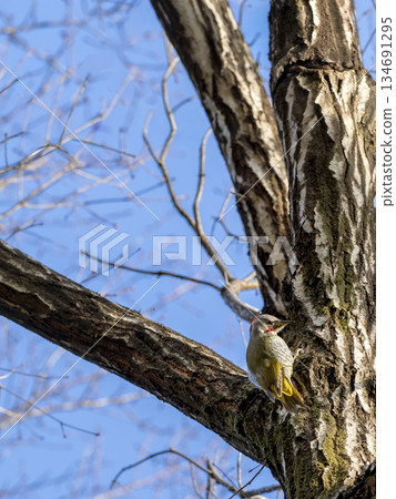 Winter morning: Giant deciduous broadleaf tree and a Japanese green woodpecker (woodpecker) in high resolution 134691295