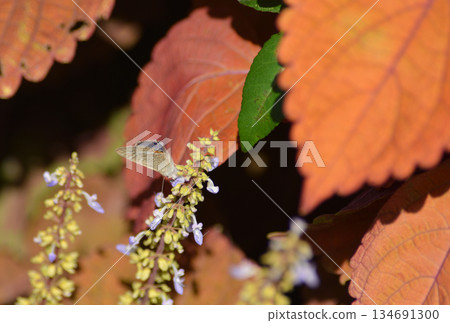 一隻蝴蝶停在一朵紫色小花上。 134691300