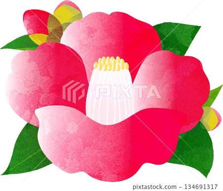 紅色山茶花插圖。新年、新年賀卡、日式圖案設計元素。插圖素材。 紅色山茶花插圖。新年、新年賀卡、日式圖案設計元素。插圖素材。 134691317