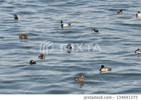一群鳥在海裡游泳 134691375