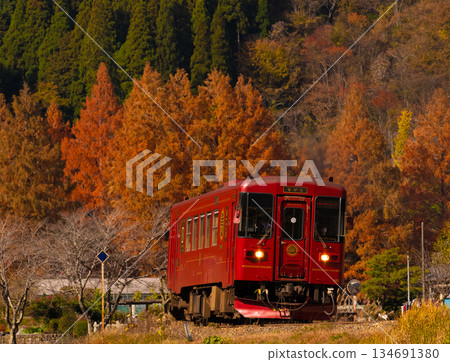 水杉和火車 水杉和火車 134691380