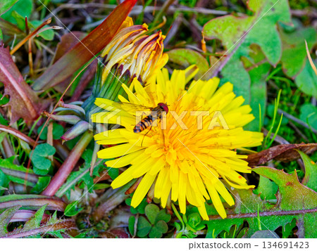 Asteraceae (Dandelion officinale) and its flower-visiting insects 134691423
