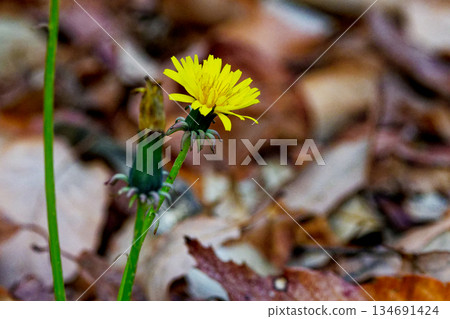 菊科蒲公英花 菊科蒲公英花 134691424