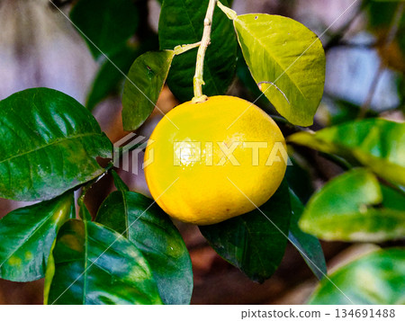 夏蜜柑 夏蜜柑 134691488