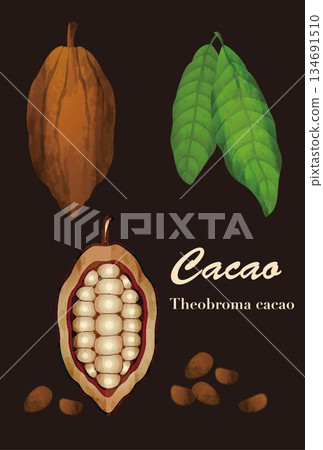 Illustration set of cacao, the raw material for chocolate. Vector material of cacao fruit, cross section, leaves, and cacao beans Illustration set of cacao, the raw material for chocolate. Vector material of cacao fruit, cross section, leaves, and cacao beans 134691510