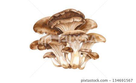 一幅完整的蘑菇菌柄水彩插圖。 134691567