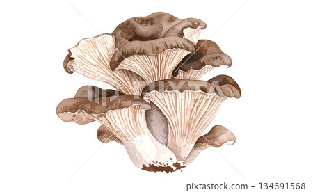 Watercolor illustration of a whole mushroom stalk 134691568