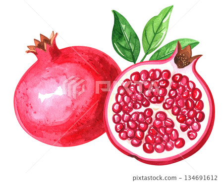 Pomegranate illustration material 134691612