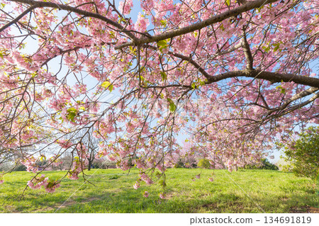 Kawazu cherry blossoms at Seihoen Garden (Buzen City, Fukuoka Prefecture) Kawazu cherry blossoms at Seihoen Garden (Buzen City, Fukuoka Prefecture) 134691819