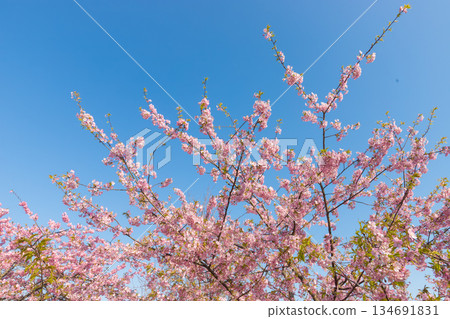 Kawazu cherry blossoms at Seihoen Garden (Buzen City, Fukuoka Prefecture) Kawazu cherry blossoms at Seihoen Garden (Buzen City, Fukuoka Prefecture) 134691831