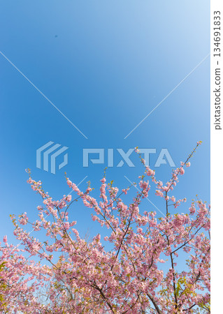 清峰園(福岡縣豐前市)的河津櫻花 清峰園(福岡縣豐前市)的河津櫻花 134691833