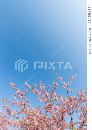 清峰園(福岡縣豐前市)的河津櫻花 清峰園(福岡縣豐前市)的河津櫻花 134691834