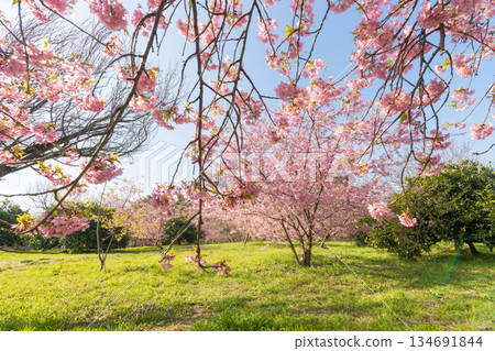Kawazu cherry blossoms at Seihoen Garden (Buzen City, Fukuoka Prefecture) Kawazu cherry blossoms at Seihoen Garden (Buzen City, Fukuoka Prefecture) 134691844