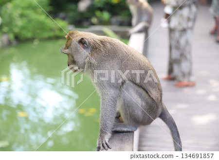 Bali, Ubud, Monkey Forest, Saren Agung Temple Bali, Ubud, Monkey Forest, Saren Agung Temple 134691857