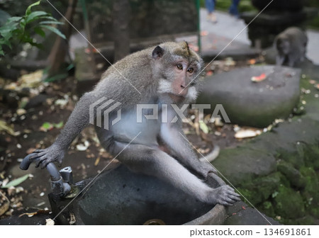 Bali, Ubud, Monkey Forest, Saren Agung Temple Bali, Ubud, Monkey Forest, Saren Agung Temple 134691861