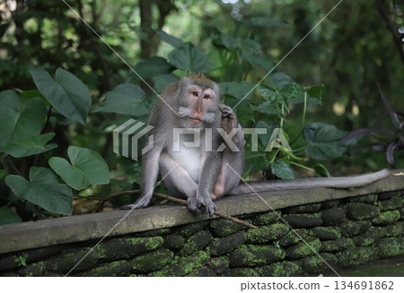 Bali, Ubud, Monkey Forest, Saren Agung Temple Bali, Ubud, Monkey Forest, Saren Agung Temple 134691862