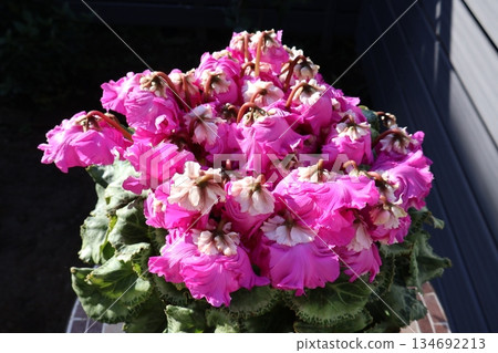 Pink frilly cyclamen Pink frilly cyclamen 134692213