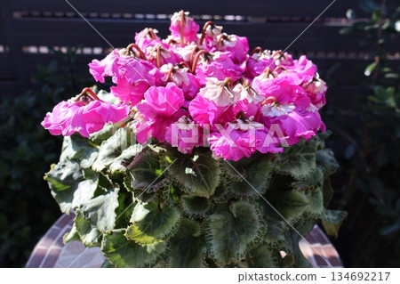 Pink frilly cyclamen 134692217