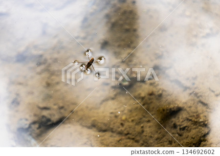 水邊，綠意盎然的季節 134692602