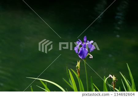 Waterside in the season of fresh greenery 134692604