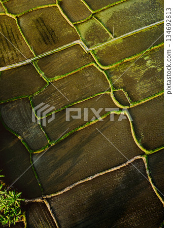 Aerial rice terraces Jatiluwih Bali UNESCO site golden light, lush green paddy fields cascade hillside tropical agriculture serene landscape exotic Bali paradise natural patterns drone view photo 134692813