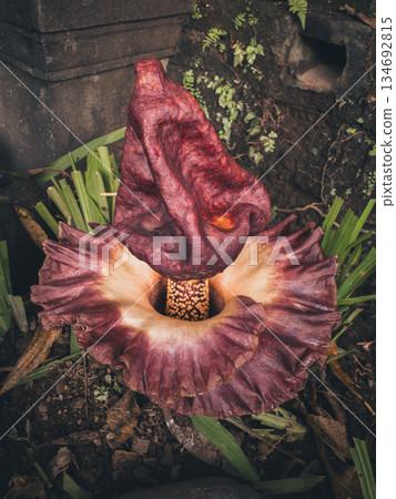 Amorphophallus paeoniifolius flower close up maroon spadix, exotic elephant foot yam inflorescence purple spathe tropical corpse relative amid green leaves, bizarre rare Asian plant natural habitat Amorphophallus paeoniifolius flower close up maroon spadix, exotic elephant foot yam inflorescence purple spathe tropical corpse relative amid green leaves, bizarre rare Asian plant natural habitat 134692815