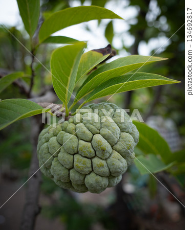Custard apple Annona squamosa unripe fruit tree branch green leaves, exotic sugar apple hangs naturally on tropical stem amid lush foliage fresh organic Asian produce in natural garden close up Custard apple Annona squamosa unripe fruit tree branch green leaves, exotic sugar apple hangs naturally on tropical stem amid lush foliage fresh organic Asian produce in natural garden close up 134692817