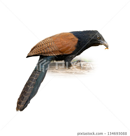 Greater Coucal perched on a branch in side view, showing glossy black body, rich chestnut wings, and long tail against a clean white background 134693088