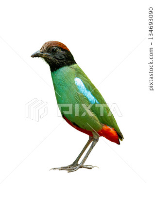 Hooded Pitta standing upright, showcasing emerald green plumage, black hooded head, and bright red undertail on a white background Hooded Pitta standing upright, showcasing emerald green plumage, black hooded head, and bright red undertail on a white background 134693090
