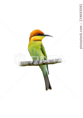 Chestnut-headed Bee-eater perched gracefully, showing bright green body, chestnut crown, and slender curved bill on a bare branch Chestnut-headed Bee-eater perched gracefully, showing bright green body, chestnut crown, and slender curved bill on a bare branch 134693092