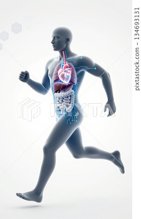 Futuristic 3D Illustration of Running Human Body with Glowing Organs and Digital Interface. Futuristic 3D Illustration of Running Human Body with Glowing Organs and Digital Interface. 134693131