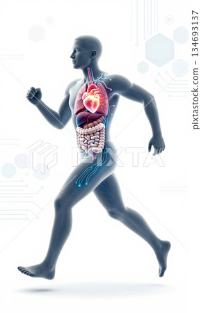 Futuristic 3D Illustration of Running Human Body with Glowing Organs and Digital Interface. 134693137