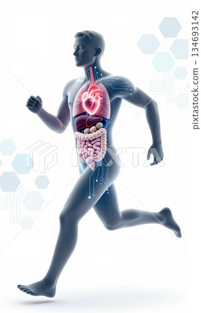 Futuristic 3D Illustration of Running Human Body with Glowing Organs and Digital Interface. Futuristic 3D Illustration of Running Human Body with Glowing Organs and Digital Interface. 134693142