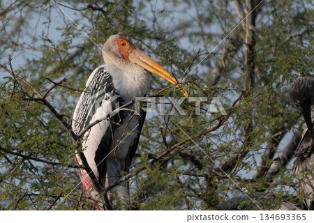 Indian skull 134693365