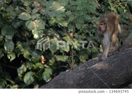  Rhesus monkey 134693745