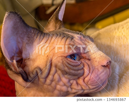 Artistic Minimalist Sphynx Cat Photo Bathed in Golden Glow Artistic Minimalist Sphynx Cat Photo Bathed in Golden Glow 134693867
