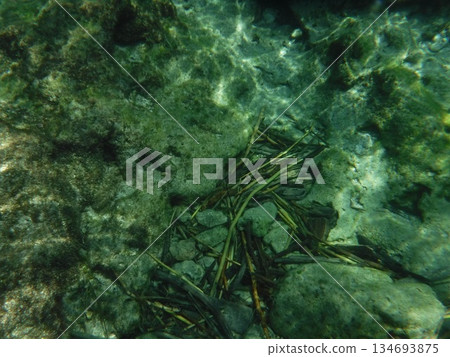 淺水底部 134693875