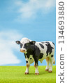 Holstein 134693880